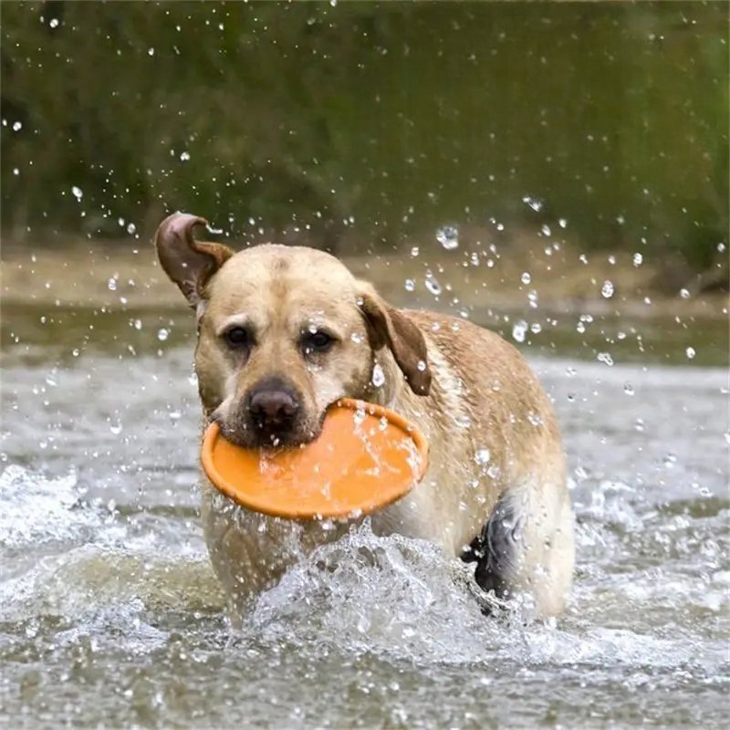 Frisbee - FlyDog™ - Orange - Lechiotfute