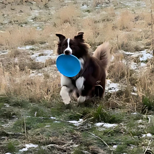 Frisbee - FlyDog™ - Bleu - Lechiotfute