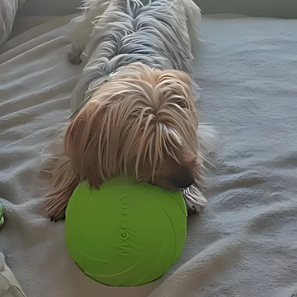 Frisbee - FlyDog™ - Vert - Lechiotfute